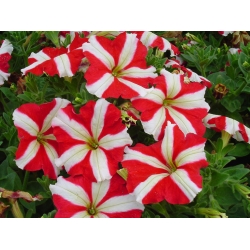 Petunia o kwiatach dwubarwnych - czerwono-biała