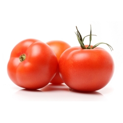 Pomidor Antares F1