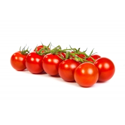 Pomidor Cherrola - koktajlowy - 20 nasion