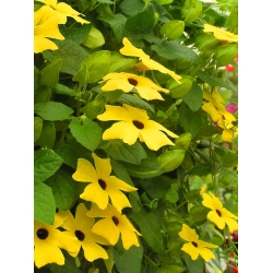 Tunbergia żółta - 17 nasion