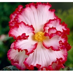 Begonia biało-czerwona - Marginata White - 2 szt.