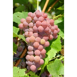 Winorośl Einset Seedles - różowe, bezpestkowe winogrona - sadzonka P9-C2