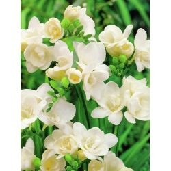 Frezja pełna o kwiatach białych - White - 10 cebulek