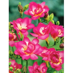 Frezja pełna o kwiatach różowych - Pink - 10 cebulek