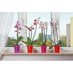 Orchidea - osłonka do storczyków - różowa transparentna - 12,5 cm