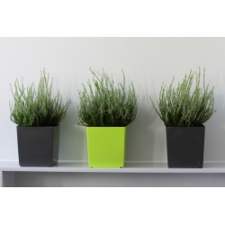Doniczka kwadratowa Juka antracyt - 40 cm