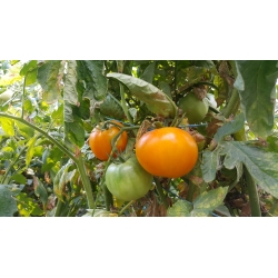 Pomidor gruntowy Jantar - 150 nasion