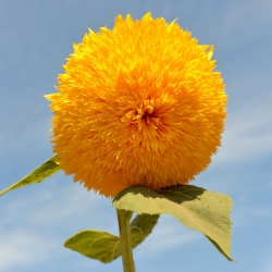 Słonecznik ozdobny wysoki – Sungold Tall - 80 nasion