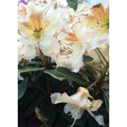 Rododendron herbaciany, wielkokwiatowy Bernstein - sadzonka w pojemniku C2-C3