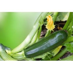 BIO Cukinia - Certyfikowane nasiona ekologiczne
