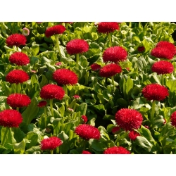 Stokrotka wielkokwiatowa Gracja - czerwona - 600 nasion