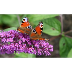 Budleja Dawida różowa - Flutterby Pink - Krzew motyli - sadzonka w pojemniku C2