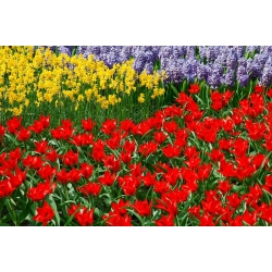 Tulipan botaniczny - Tubergen's Variety - 5 cebulek
