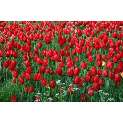 Tulipan czerwony Red - 5 cebulek