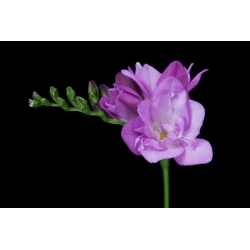 Frezja pełna o kwiatach fioletowych - 10 cebulek