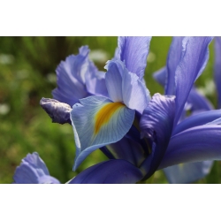 Irys holenderski - Saphire Beauty - 10 cebulek - Szafirowa piękność