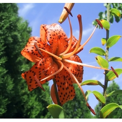 Lilia tygrysia Tigrinum - 1 cebula