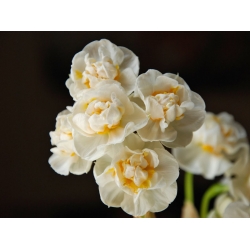 Narcyz pachnący Bridal Crown - 5 cebulek