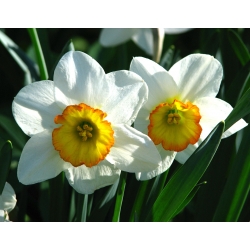 Narcyz Flower Record - 5 cebul