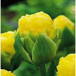 Tulipan lodowy Beauty of Apeldorn - 5 cebulek