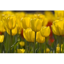 Tulipan żółty - Yellow - paczka XXL - 50 cebulek