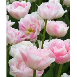 Tulipan Angelique - 5 cebulek