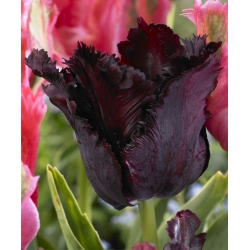 Tulipan Black Parrot - 5 cebulek