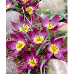 Tulipan botaniczny Eastern Star - 5 cebulek