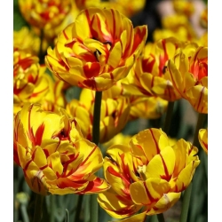 Tulipan Golden Nizza - 5 cebulek