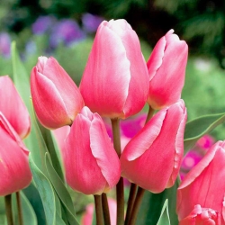 Tulipan Happy Family - 5 cebulek