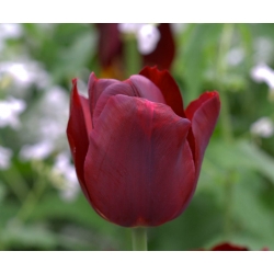 Tulipan Jan Reus - 5 cebulek