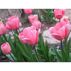 Tulipan Pink Impression - 5 cebulek