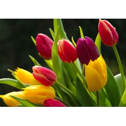 Tulipan Mix - mieszanka odmian - opak. 5 cebulek