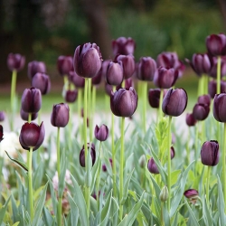 Tulipan Queen of Night - 5 cebulek
