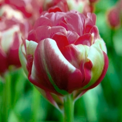 Tulipan lodowy Renown Unique - 5 cebulek