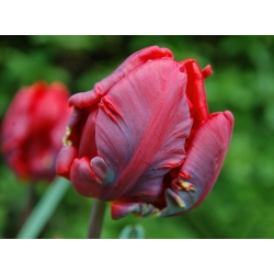 Tulipan Rococo  - 5 cebulek
