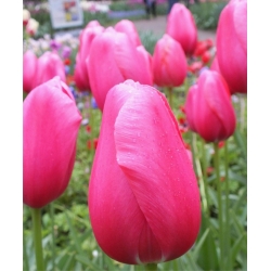Tulipan różowy Rose - 50 cebulek - paczka XXL!