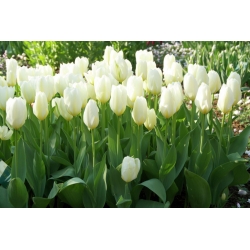 Tulipan niski White Purissima - 5 cebulek