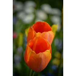 Tulipan pomarańczowy Orange - 5 cebulek
