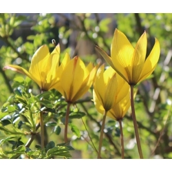 Tulipan botaniczny - niski - kolorowa mieszanka - 5 cebul