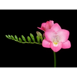 Frezja pojedyncza o kwiatach różowych - 10 cebulek