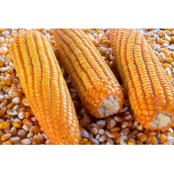 Kukurydza pękająca Płomyk - 200 nasion