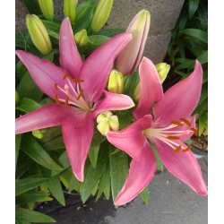 Lilia azjatycka różowa - Pink - 1 cebula