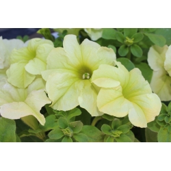 Petunia ogrodowa - Kaskada żółta - 160 nasion