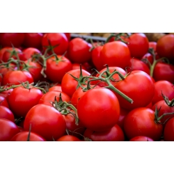 Pomidor Alka - gruntowy - 250 nasion