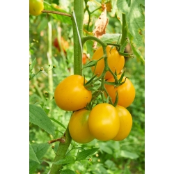 Pomidor Ola Polka - gruntowy - 500 nasion