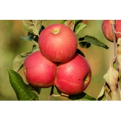 Jabłoń Rubinola - sadzonka w balocie - XXL