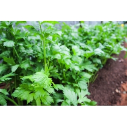 Seler listkowy Green cutting - na susz - 520 nasion