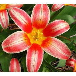 Tulipan Fashion - 5 cebulek