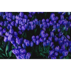 Tulipan niebieski - Blue - paczka XXL - 50 cebulek